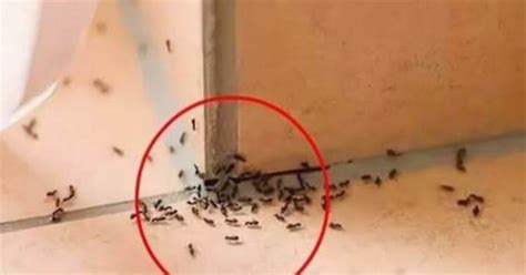 皮膚長毛 家裡出現一堆螞蟻